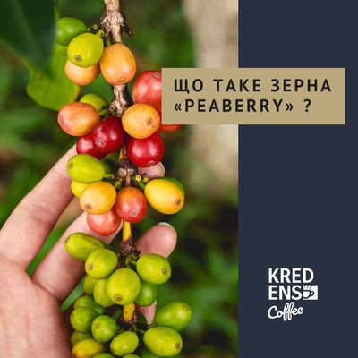 peaberry-zahadka-kavovoho-zerna